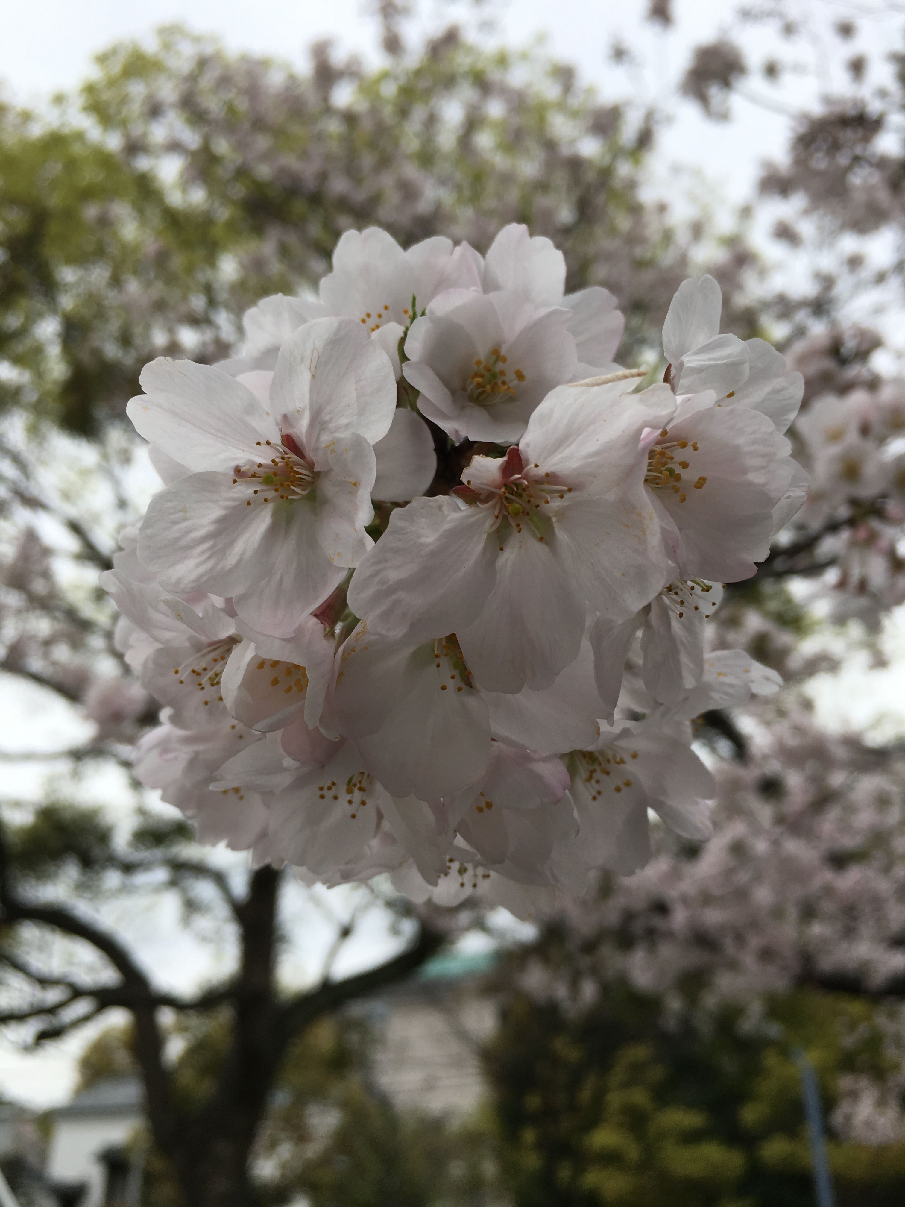 User Display Picture