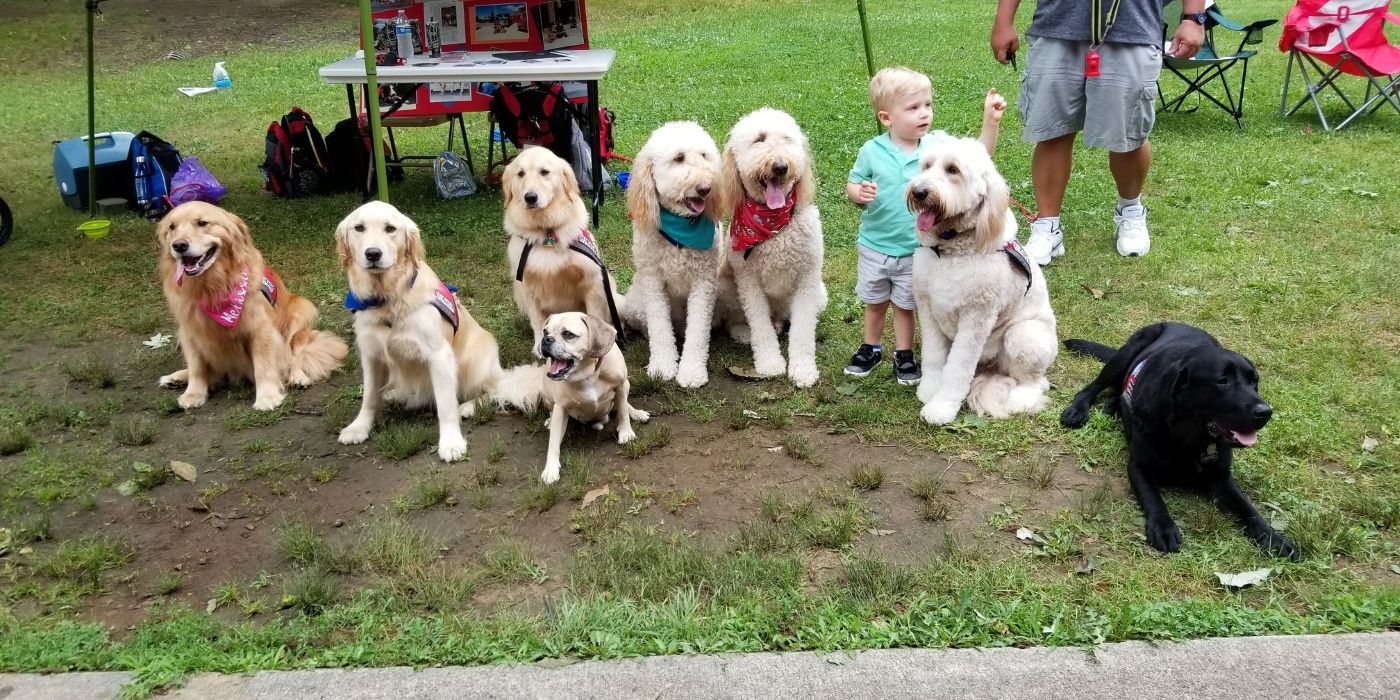 super smash bros. ultimate therapy dogs