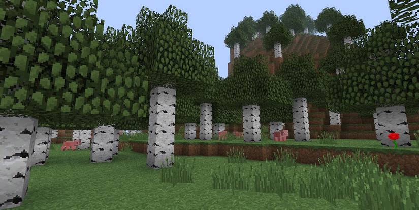 Minecraft Birch Forest