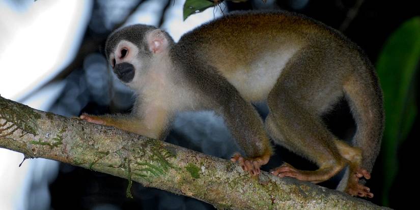 Ecuadorian Squirrel Monkey