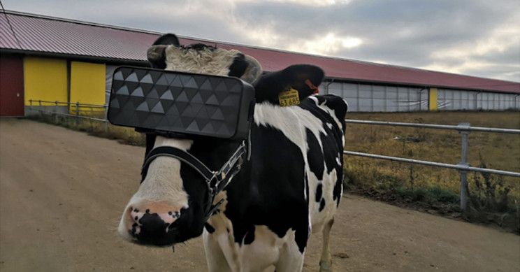 russian farm giving cows vr headsets
