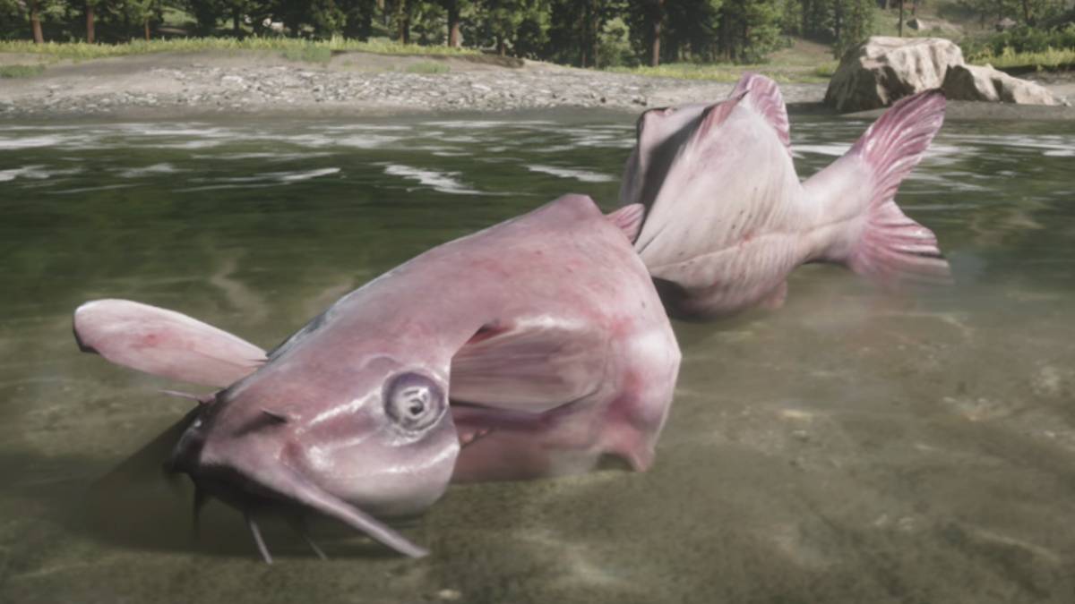 legendary channel catfish