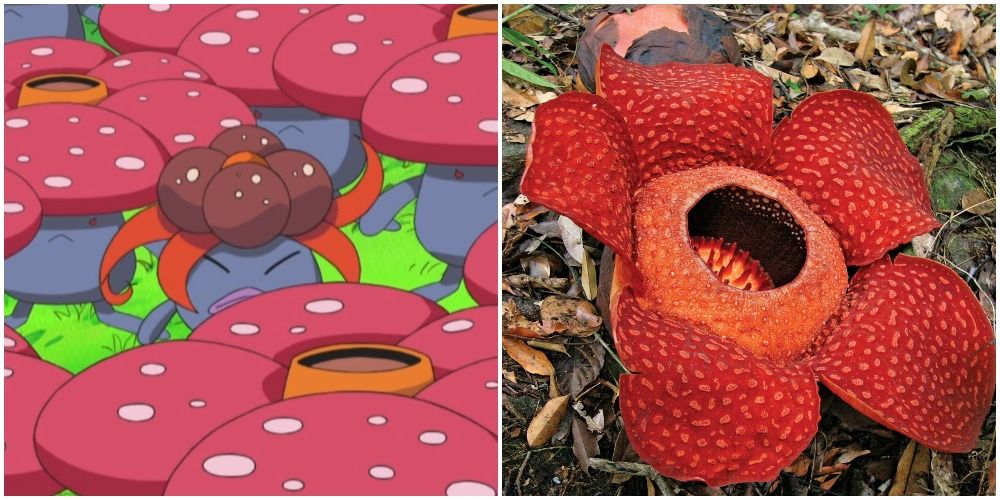 rafflesia vileplume