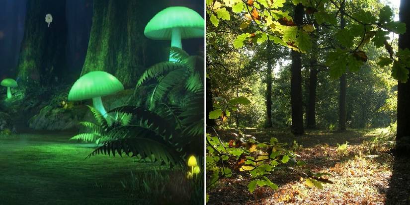 7- Glimwood Tangle Sherwood Forest