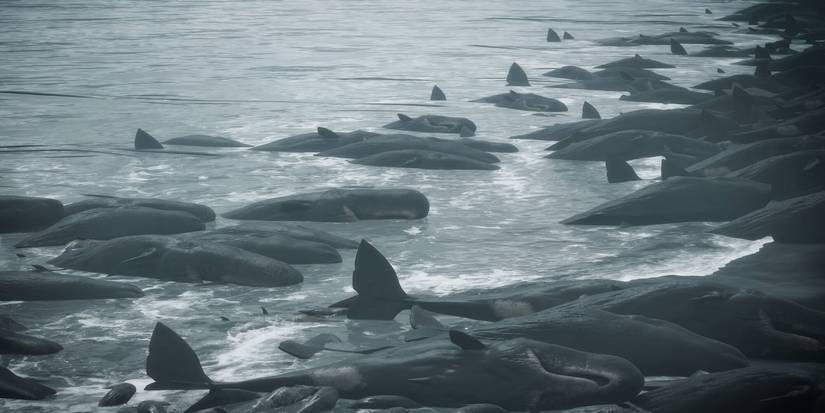 Death stranding beach