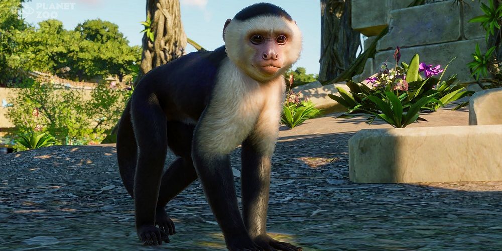 Planet Zoo Colombian White-Faced Capuchin Monkey