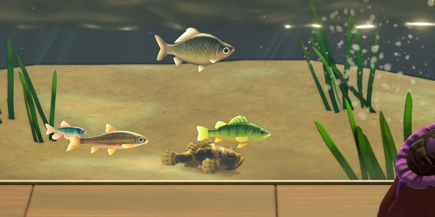 Animal Crossing: New Horizons - Which Fish to Catch in the Day
