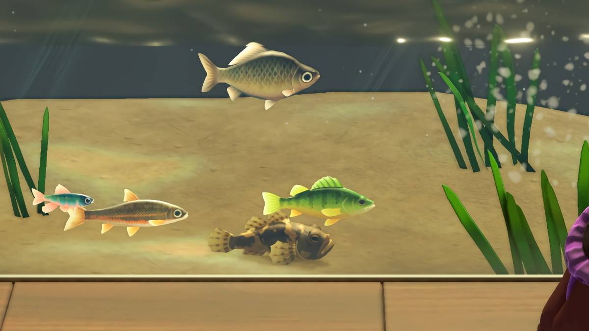 Animal Crossing New Horizons River Fish Museum