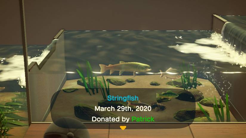 animal crossing new horizons stringfish museum entry