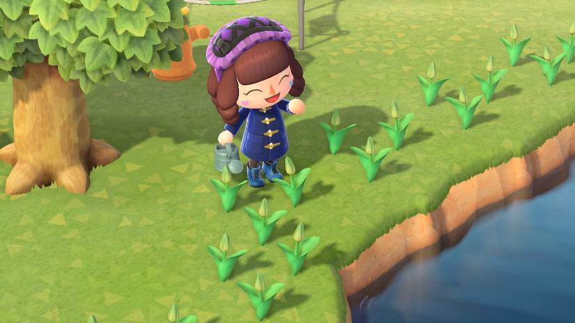 Animal Crossing New Horizons Watering Tulip Flowers