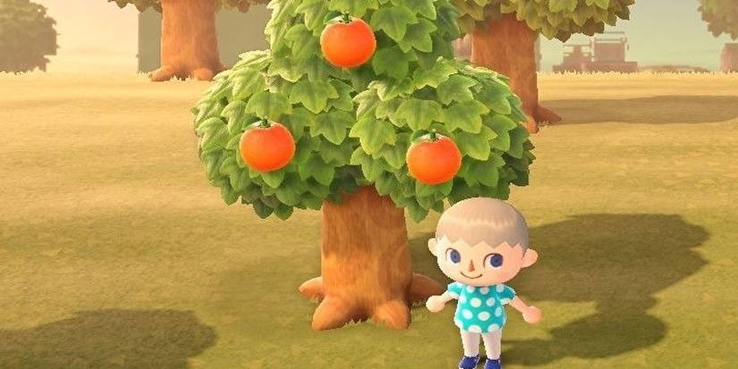 Animal Crossing Oranges