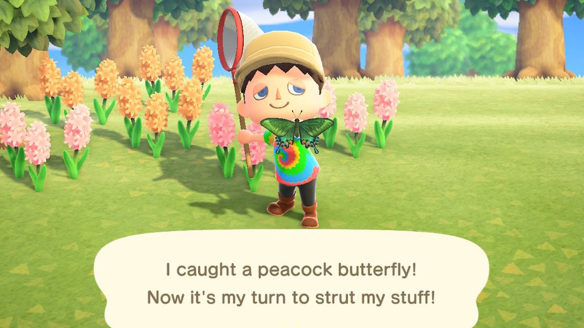 animal crossing new horizons peacock butterfly catch