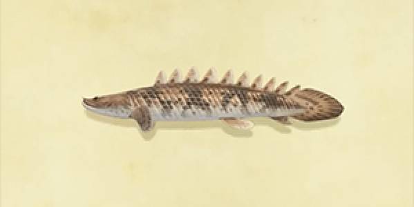 animal crossing new horizons saddled bichir guide