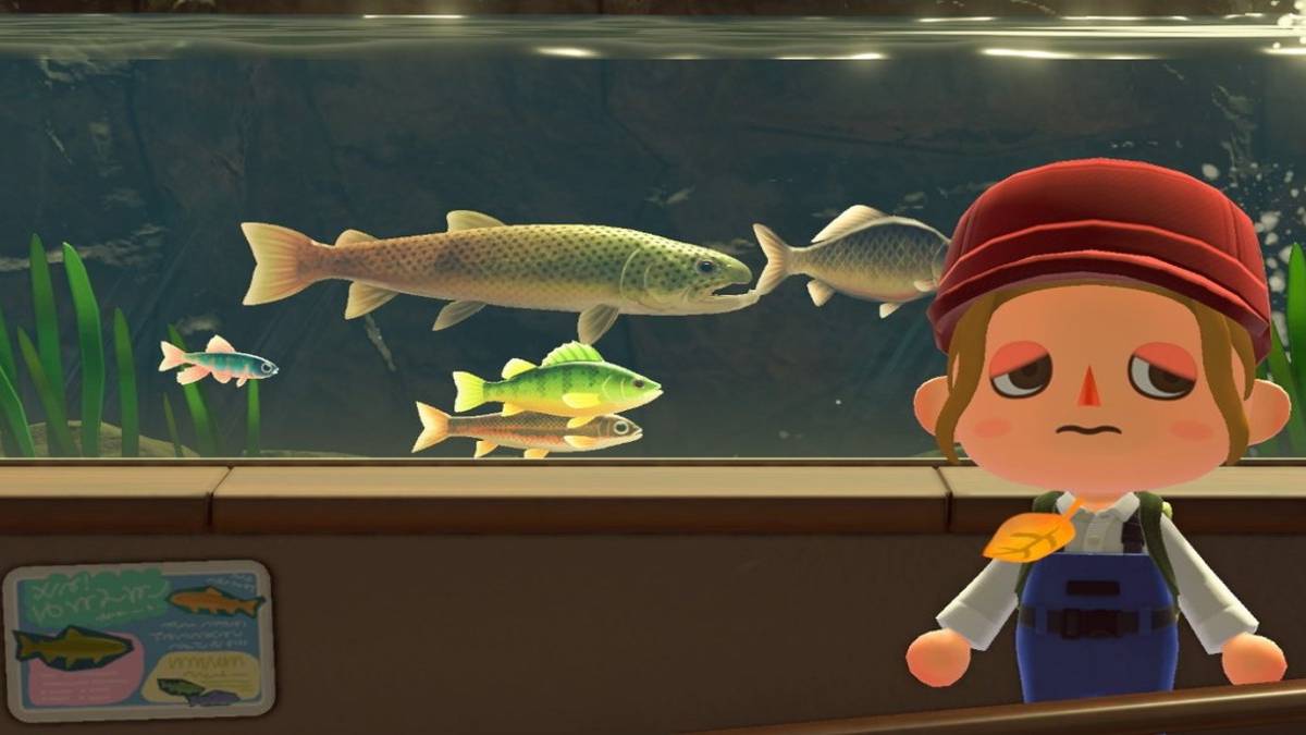 animal crossng new horizons museum fish