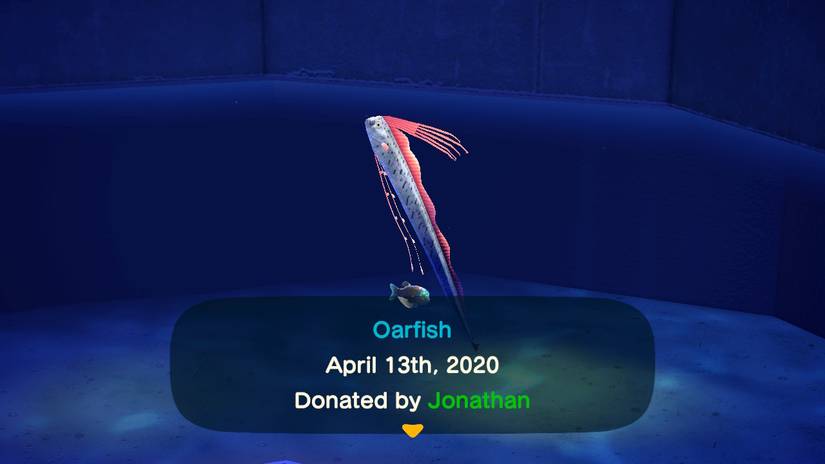 animal crossing new horizons museum