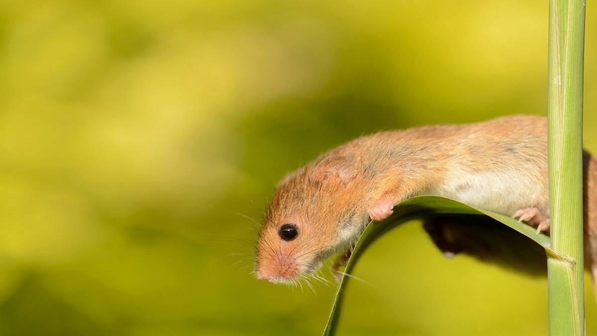 mouse branch