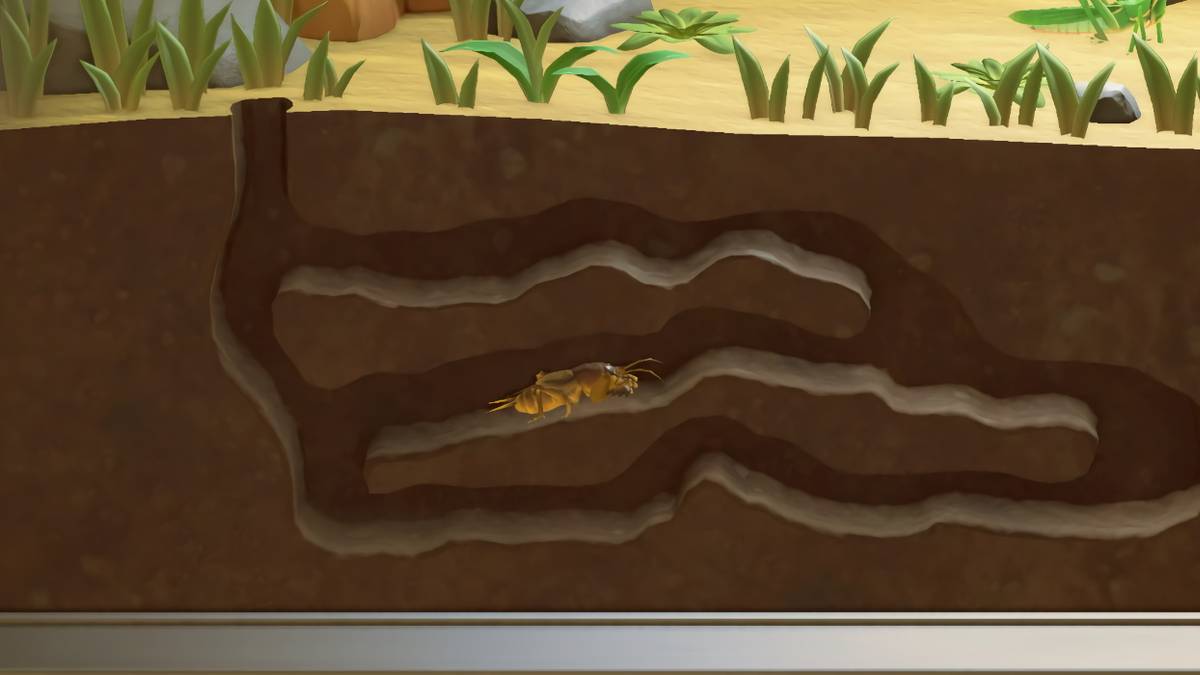 Animal Crossing Mole Cricket Exhibit