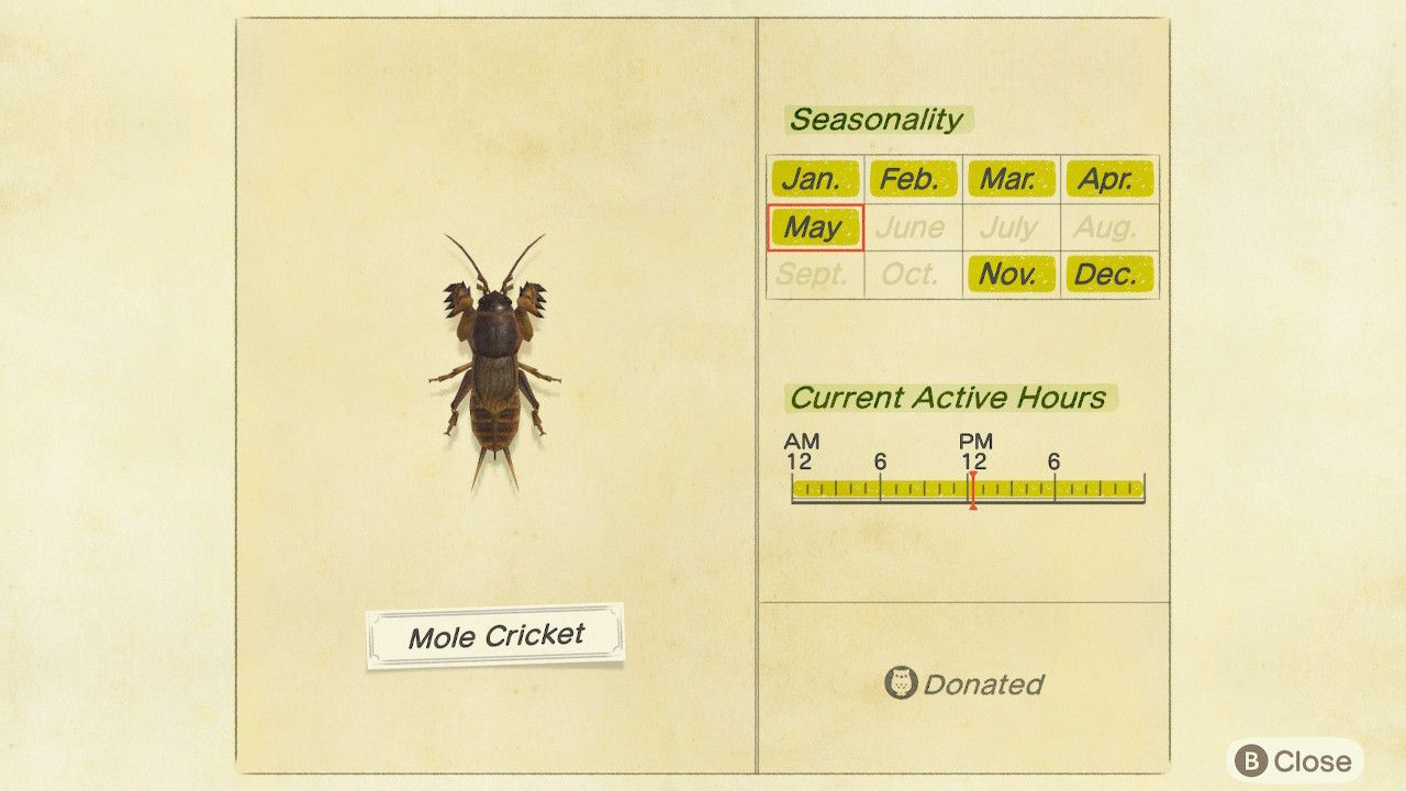 Animal Crossing New Horizons Mole Cricket