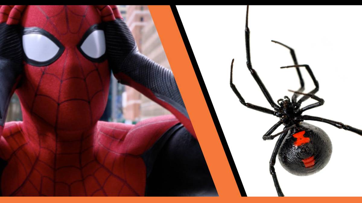 Three Bolivian children hospitalized after black widow spider bite