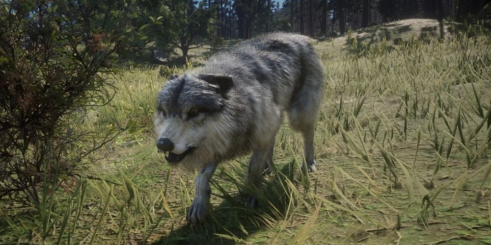 Red-Dead-Online-Wolf