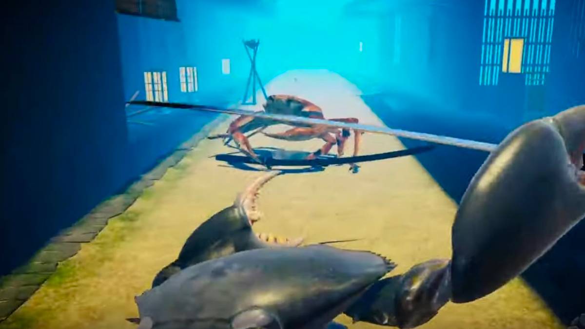 Fight Crab - 2 crabs fighting