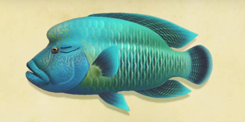 acnh napoleonfish catch