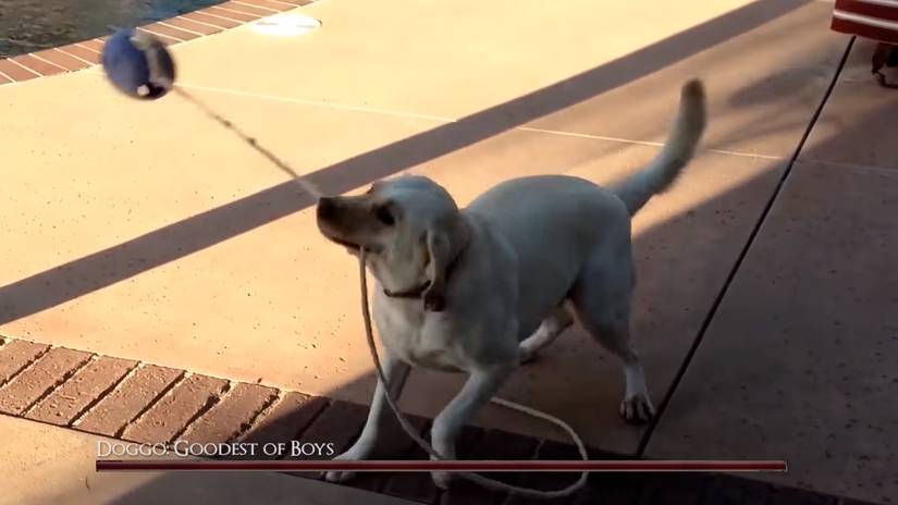 Dark Souls dog meme boss