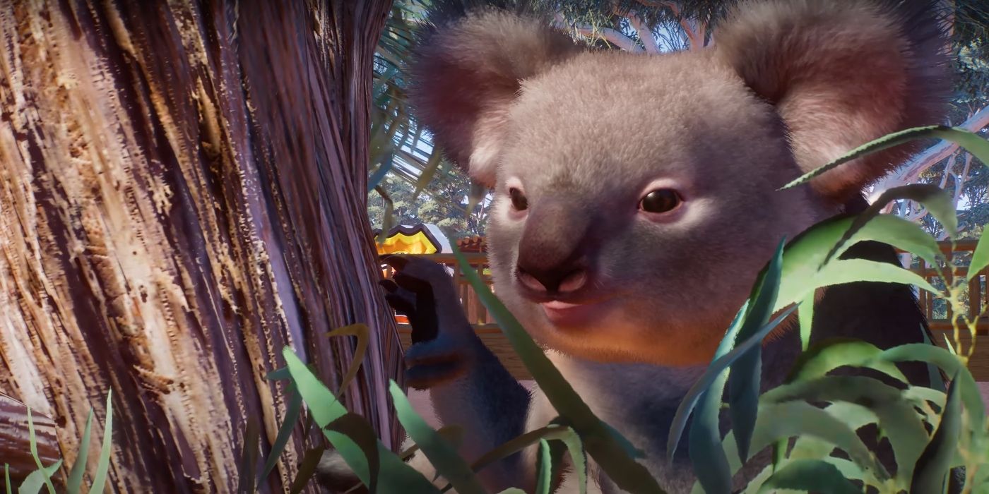 Planet Zoo screenshot with a koala