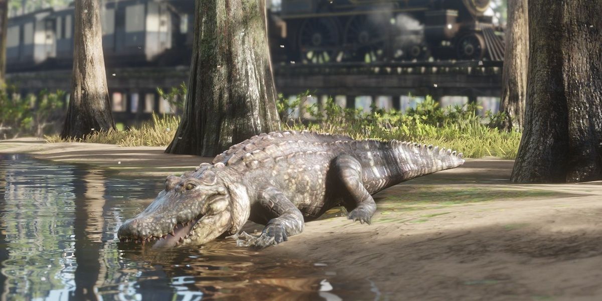 An American Alligator in Bayou Nwa