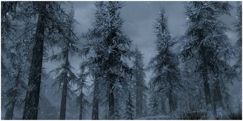The snow-covered trees in a forest in The Pale