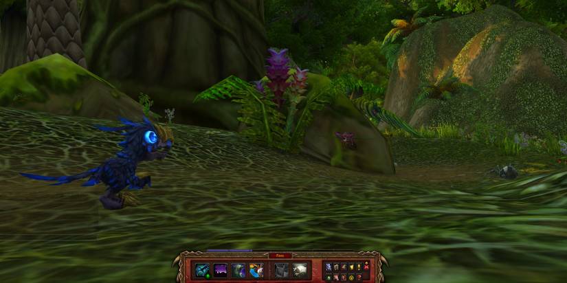Pet Battle in Stranglethorn Vale World of WarCraft