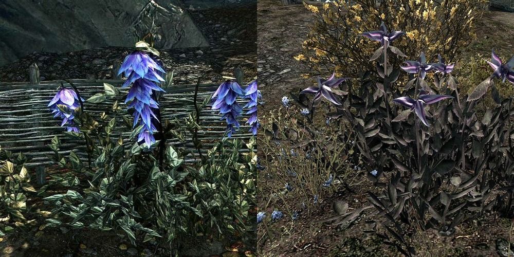 Deathbell and Nightshade flowers in Skyrim