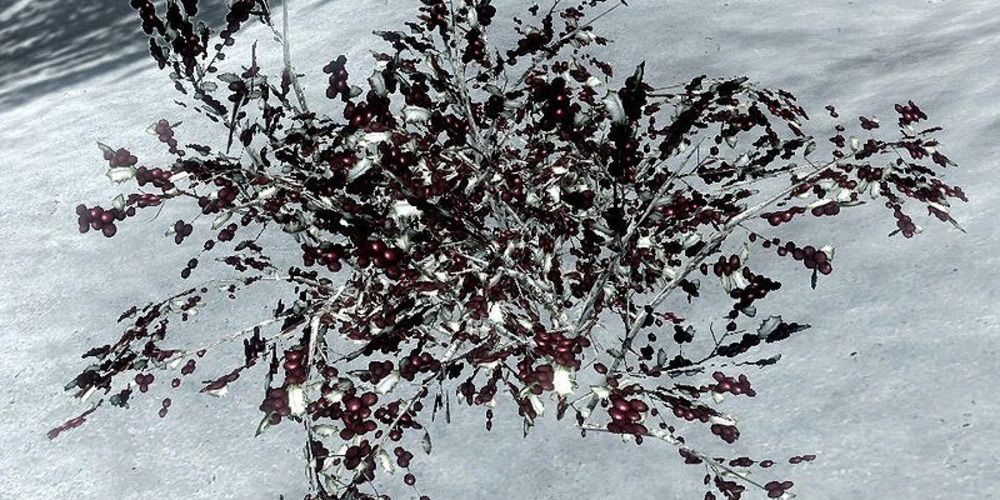 Куст дикой снежной ягоды в Скайриме