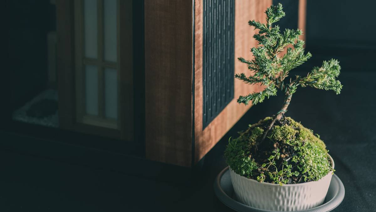 A small bonsai tree sits next to a computer case featuring wood and glass.