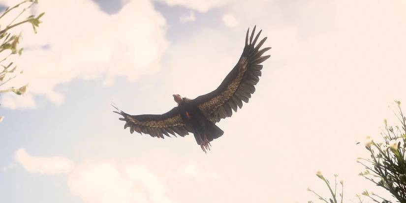 California Condor Red Dead Online