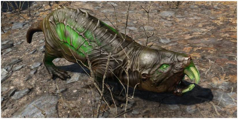 An infected Vault 81 Molerat