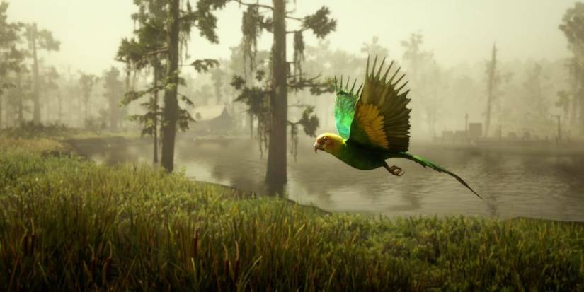 Caroline Parakeet Red Dead Redemption 2