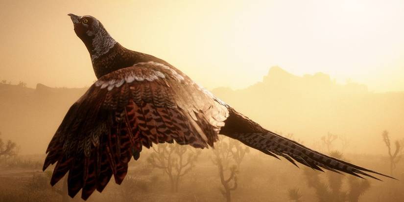 Chinese Ring Neck Pheasant