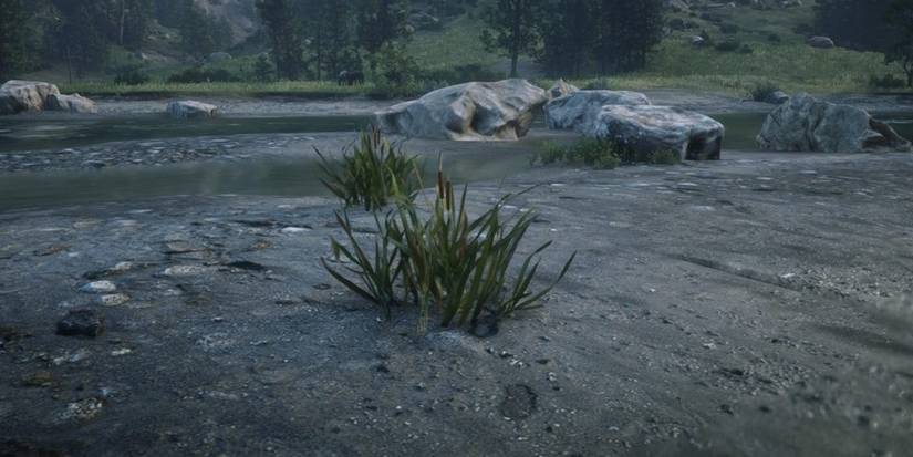 Common Bulrush Red Dead Online