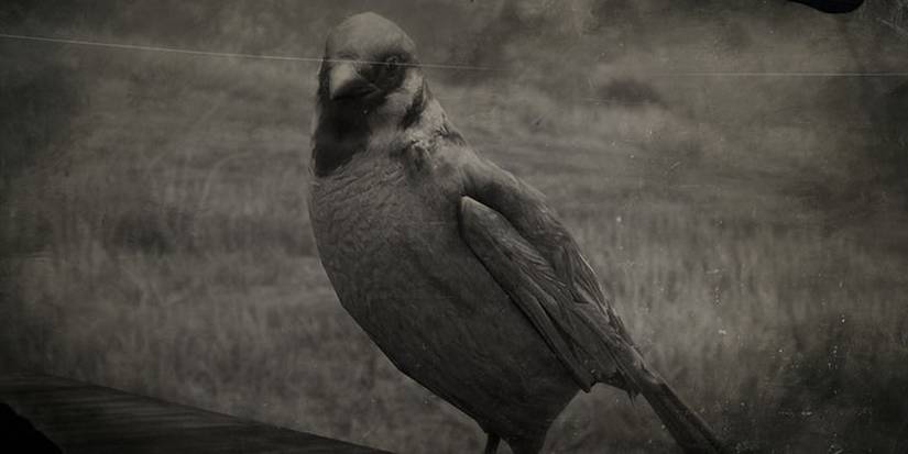 Eurasian Tree Sparrow Red Dead Online