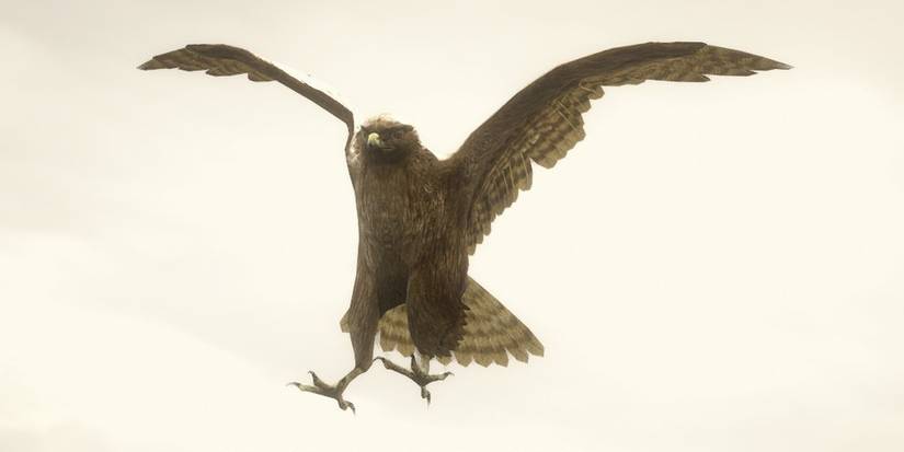 ferruginous Hawk Red Dead Online