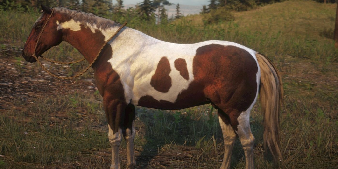 Grey Overo American Paint Horse in Red Dead Online
