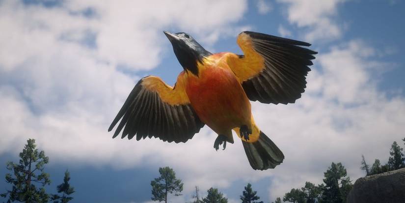 Hooded Oriole Red Dead Online