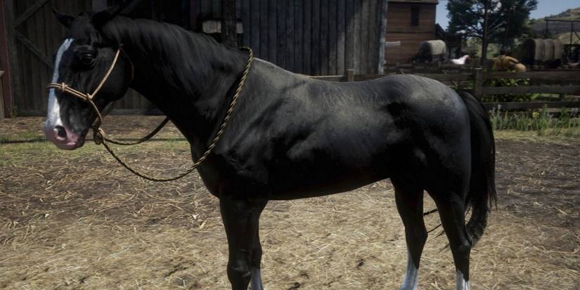 Kentucky Saddler in Red Dead Online