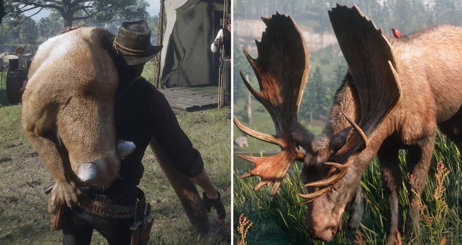 Red Dead Animals Ranges Red Dead Online: The 18 Most Profitable Animals