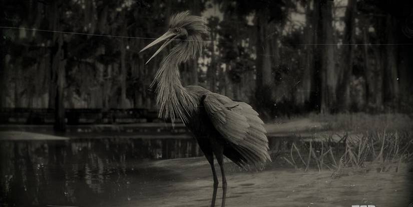 Reddish Egret Red Dead Online