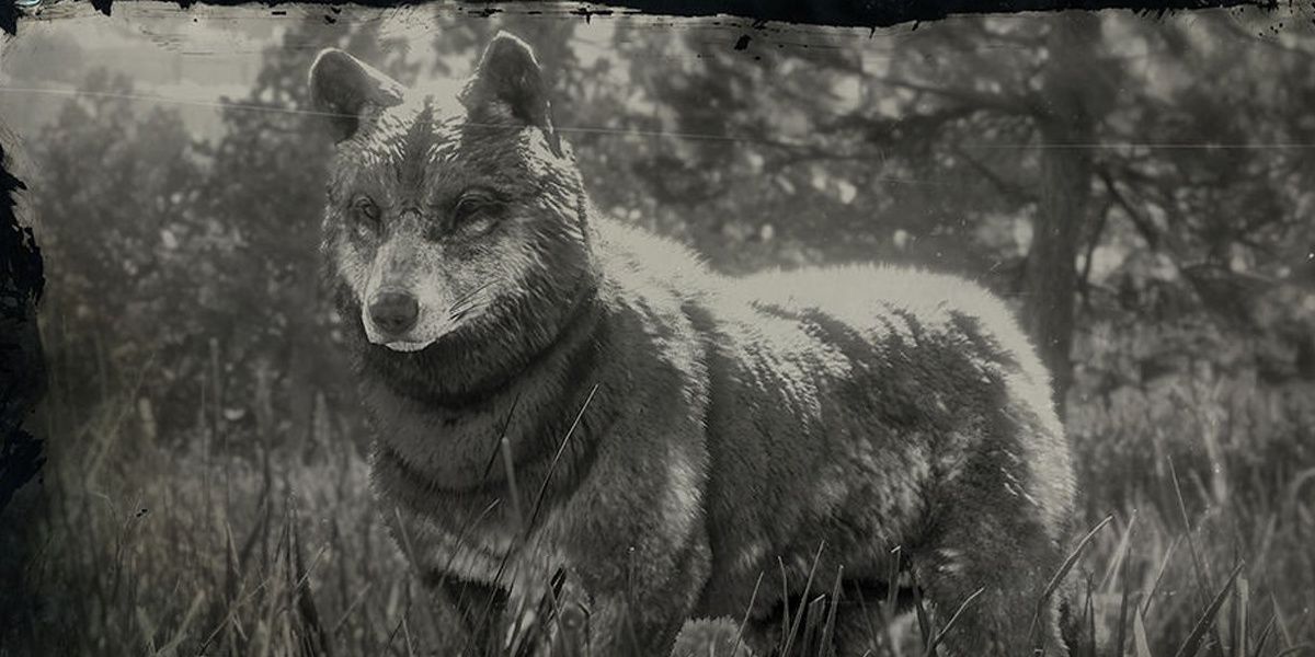 Timber Wolf Red Dead Online