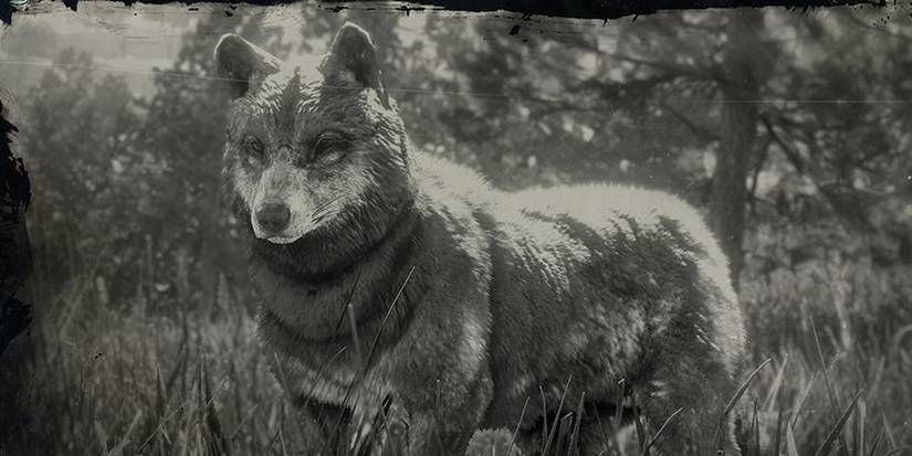 Timber Wolf Red Dead Online Cropped