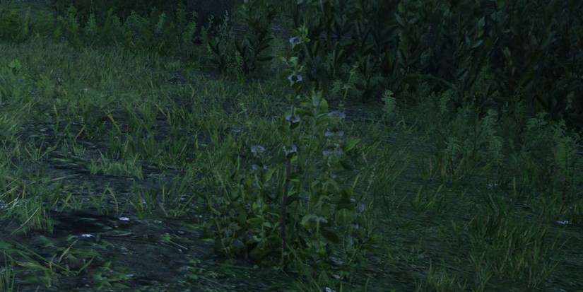 Wild Mint Red Dead Online