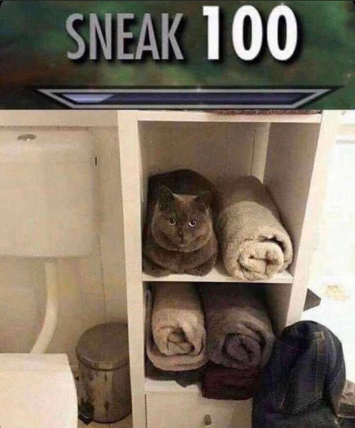 Cat towel meme